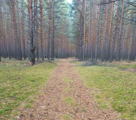 Прирезка лесных участков Кадастровые работы в Оренбурге